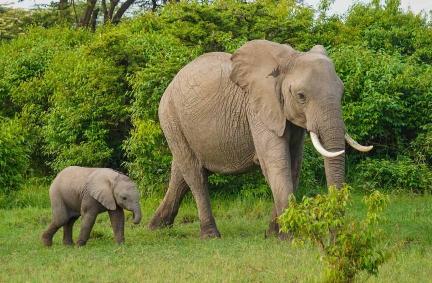 Elephants in a Sri Lankan dump are dying from eating plastic rubbish.